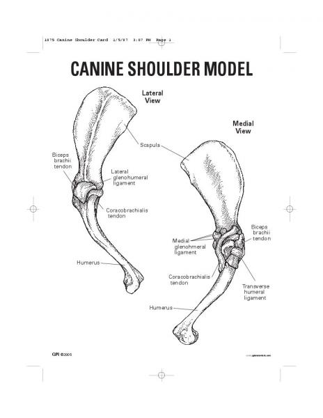 Canine Shoulder Anatomy