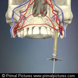 3d Head And Neck Anatomy For Dentistry.zip