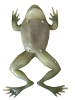 Frog dissection model