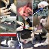 Laboratory Animal Anaesthesia - Cat & Dog