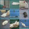 Laboratory Animal Anaesthesia - Rat & Mouse
