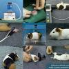 Laboratory Animal Anaesthesia - Rabbit & Guinea Pig