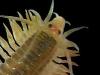 The Biology of Annelids