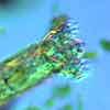 The Biology of Rotifers and Nematodes