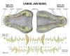 Canine Clear Jaw Anatomy Model