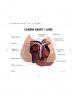 Canine Heart / Lung Anatomy Model