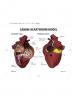 Canine Heartworm Anatomy Model