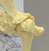 Canine Hip Anatomy Model