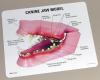 Canine Jaw Anatomy Model