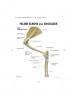 Feline Elbow / Shoulder Anatomy Model