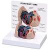 Feline Heart / Lung Anatomy Model