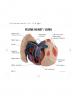 Feline Heart / Lung Anatomy Model