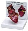Heartworm Disease Anatomy Model     
