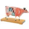 Acupuncture Model Cow