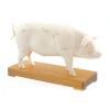 Acupunture Model Pig