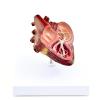 Cutaway model of a canine heart with heartworm