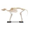 Canine Skeleton-Large