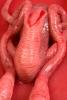 Male Dog Reproductive Organs Model