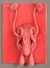 Male Dog Reproductive Organs Model