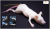 Mimolette (mee-moh-let) Lab Rat