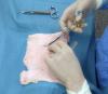 Stiffness adjusted porcine skin for suture trainings