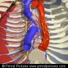3D Human Anatomy Regional Edition