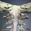 3D Anatomy for Chiropractic Spine