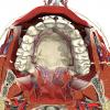 3D Anatomy for Dental Hygiene