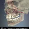 3D Head and Neck Anatomy for Dentistry