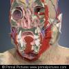 3D Head and Neck Anatomy with Special Senses and Basic Neuroanatomy 