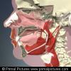 3D Head and Neck Anatomy with Special Senses and Basic Neuroanatomy 