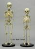 Bone Clones Skulls and Sceletons