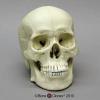 Bone Clones Skulls and Skeletons