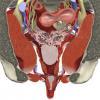 Radiological Cross-Sectional Anatomy with Multidetector CT: Trunk