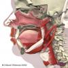 3D Anatomy for Speech Language Pathology