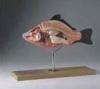 Bony Fish Model