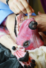 Surgical Canine Model