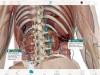 Human Anatomy Atlas 3D
