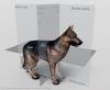 3D Dog Anatomy Software