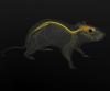 3D Rat Anatomy Software (simplified)