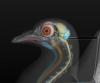 3D Bird Anatomy Software