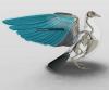 3D Bird Anatomy Software