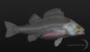 3D Fish Anatomy Software