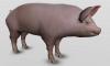 3D Pig Anatomy Software