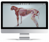3D Canine Anatomy 