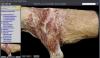 Virtual Canine Anatomy