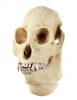 Skulls of Anthropoids Models Series - Howler Monkey