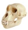 Skulls of Anthropoids Models Series - Rhesus-Ape