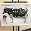 Cow Anatomy 3D Flip Chart
