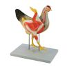 Chicken Model